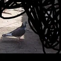 کبوتر زیرو بخون