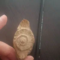 فسیل قدیمی