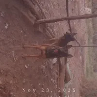 جفت مالینیوز