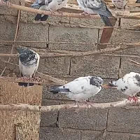 فروش کبوتر پرشی|پرنده|زید آباد, |دیوار