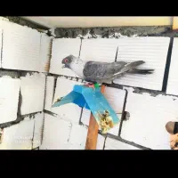 کفتر  نر طوق سفید درجه یک دوری دوری