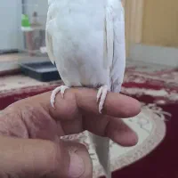 عروس هلندی