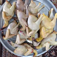 مرغ خروس قاز|حیوانات مزرعه|هندیجان, |دیوار