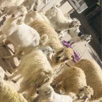 تعدادی گوسفند فروشی|حیوانات مزرعه|بافت, |دیوار