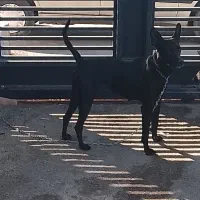 واگذاری مالینیوز|سگ|مهریز, |دیوار