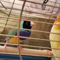 فنچ (جغدی شکلاتی) (کرواتی شکلاتی )گلدین|پرنده|تهران, سنگلج (شاپور)|دیوار