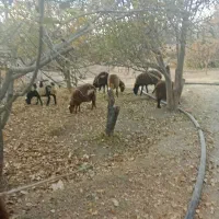 گوسفند نر|حیوانات مزرعه|دینور, |دیوار