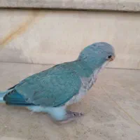 جوجه طوطی راهب ابی|پرنده|تهران, تولید دارو|دیوار