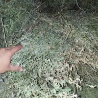 یونجه چین سوم