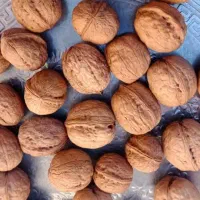 گردو ایرانی یک دست درجه یک|عمدهفروشی|زاینده رود, |دیوار