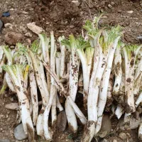 فروش کنگر تازه واس امروز