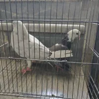 کفتر  کبوتر راعب پرشی و کبوترهای دیگر