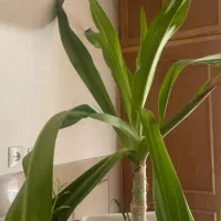 گل اشک ملکه قیمت مناسب|گل و گیاه طبیعی|اصفهان, کارلادان|دیوار