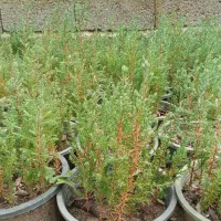 سرو شیراز( سرو ناز) نشایی