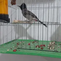 پرنده|پرنده|شوشتر, |دیوار