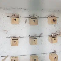 فنچ نرگسی|پرنده|تهران, مشیریه|دیوار