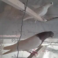 کله قرمز نر نقش