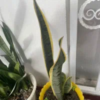 گل خانگی|گل و گیاه طبیعی|پرهسر, |دیوار