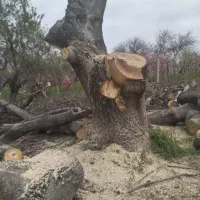 خرید انواع درخت خشک تر|خدمات باغبانی و درختکاری|چالدران, |دیوار