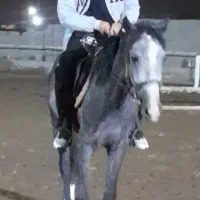 باشگاه سوارکاری احمدآباد مستوفی نبش رضی اباد