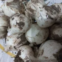 موسیر کوهی