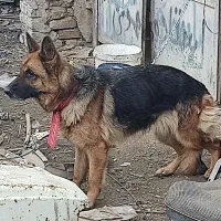 سگ ژرمن شپرد