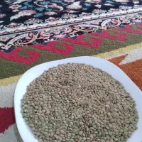۷۰کیلو عدس سفید