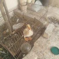 جوجه اردک|پرنده|شیراز, نیستان|دیوار