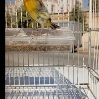 یاسمین قناری لاکی یاسمین طوسی