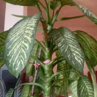 گل دیفن|گل و گیاه طبیعی|اهر, |دیوار