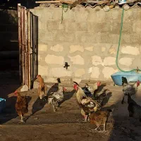 مرغ و خروس محلی