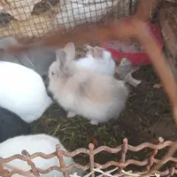 بچه خرگوش لپ|موش و خرگوش|رفسنجان, |دیوار