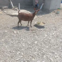 بز صلاله اصلی