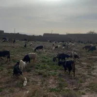 بز کهره دار شیری