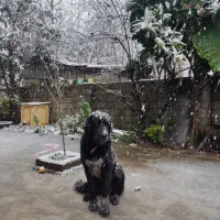 واگذاری سگ آلابای|سگ|آستانه اشرفیه, |دیوار