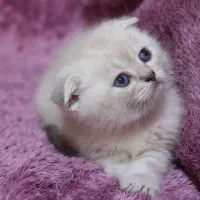 چینچیلا سیلور اسکاتیش بریتیش