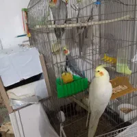 عروس هلندی مولد کار داده
