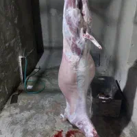 کهرره آووس|حیوانات مزرعه|قشم, |دیوار