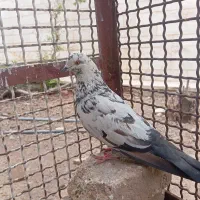 کبوتر باخت رفته