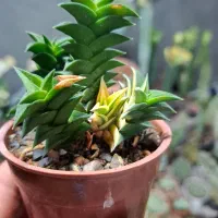 گل،آبنما|گل و گیاه طبیعی|نیشابور, شهرک ولیعصر|دیوار