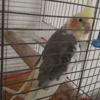 عروس هلندی نر|پرنده|اراک, |دیوار