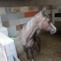 کره نر ارسان نره