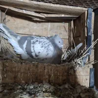 نرو ماده بینظیر|پرنده|بهبهان, |دیوار