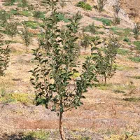 باغبانی و  هرس کاری