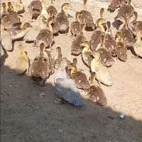 جوجه اردک خارجی رنگ خاص شکلاتی|حیوانات مزرعه|کیاکلا, |دیوار