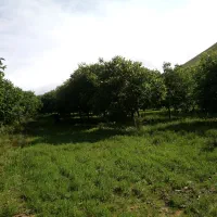 باغ