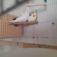 عروس هلندی جفت های مولد