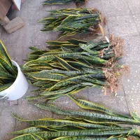 گل سانسوریا 40هزار تا60هزار آدرس فرهاد 29