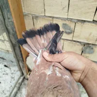 کفتر|پرنده|بندر ماهشهر, |دیوار