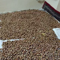 فندق درشت تازه